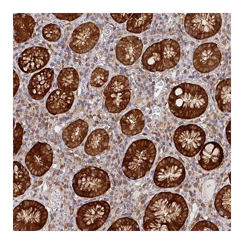 Atlas Antibodies Anti-PAIP2 Antibody