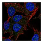 Atlas Antibodies Anti-PAK1IP1 Antibody