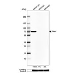 Atlas Antibodies Anti-PAK4 Antibody