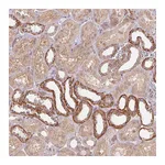 Atlas Antibodies Anti-PALM Antibody