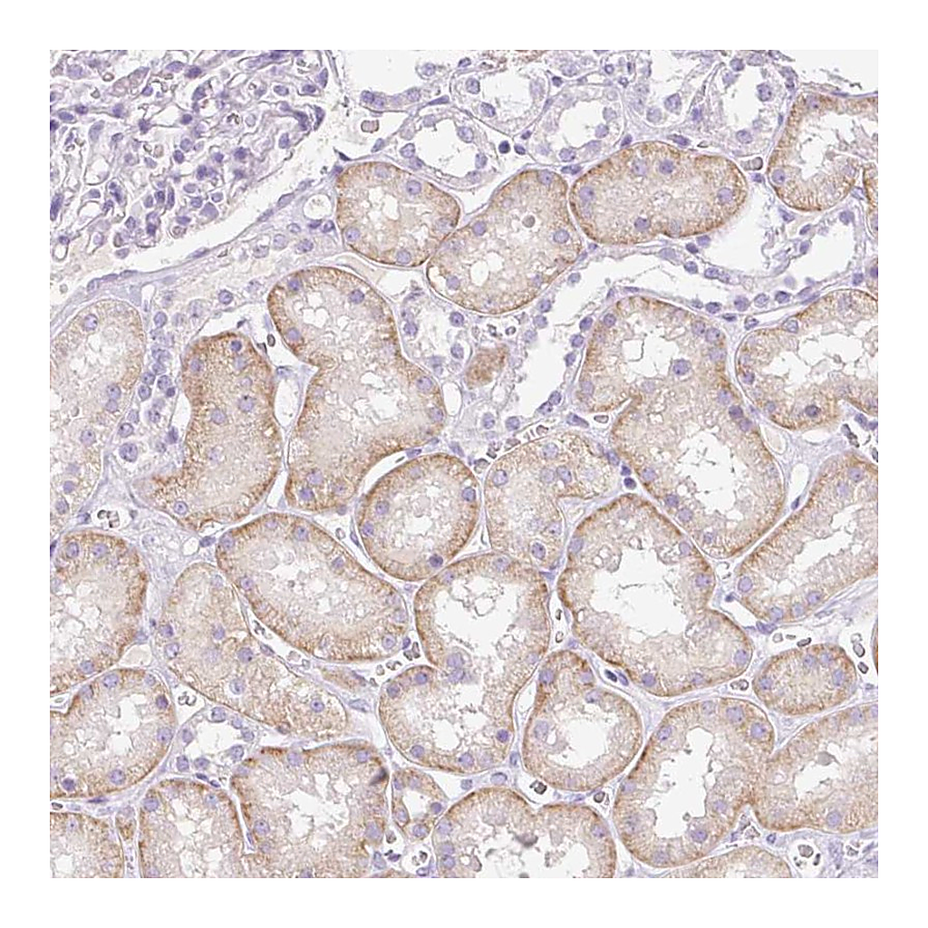 Atlas Antibodies Anti-PALM3 Antibody