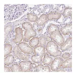 Atlas Antibodies Anti-PALM3 Antibody