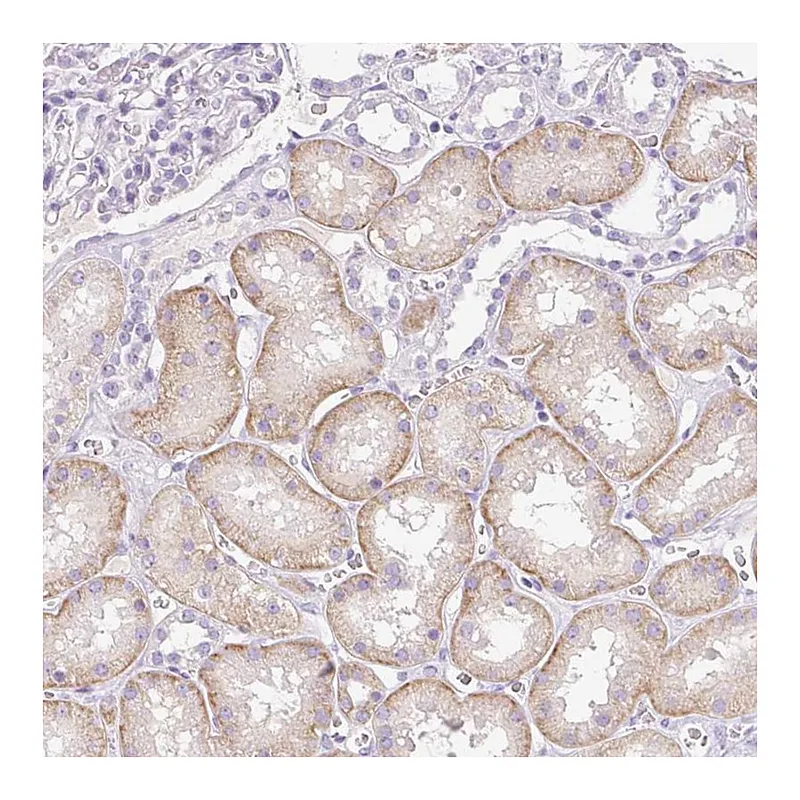 Atlas Antibodies Anti-PALM3 Antibody