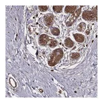 Atlas Antibodies Anti-PALMD Antibody