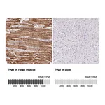 Atlas Antibodies Anti-PAM Antibody