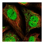 Atlas Antibodies Anti-PAM16 Antibody