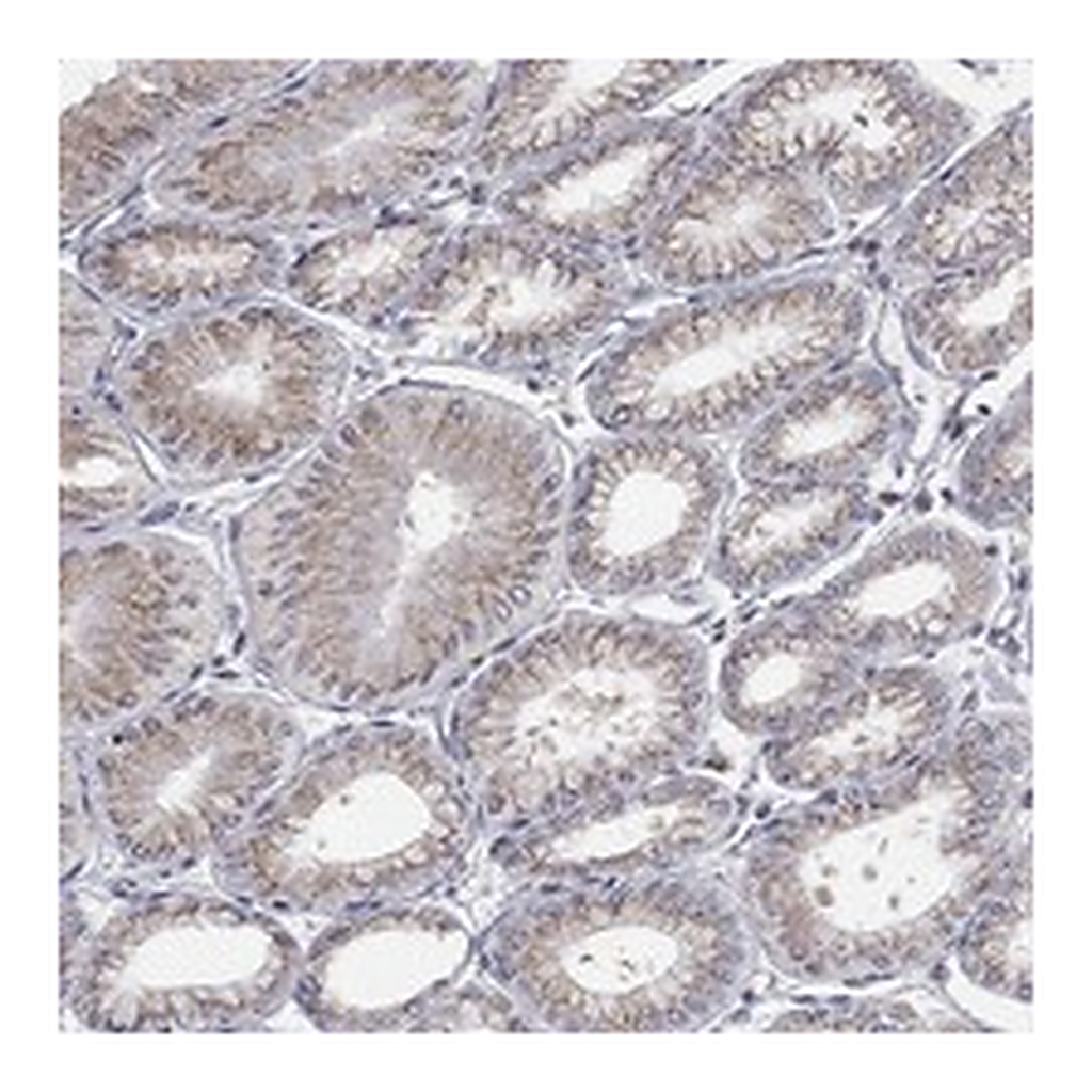 Atlas Antibodies Anti-PANK3 Antibody