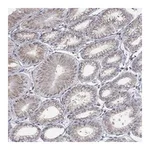 Atlas Antibodies Anti-PANK3 Antibody