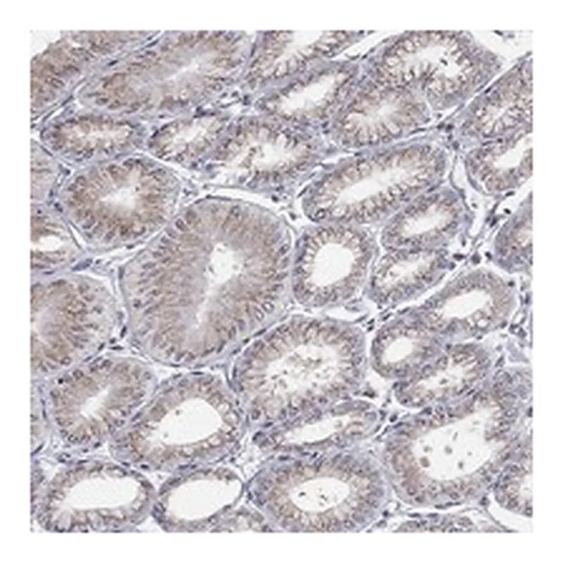 Atlas Antibodies Anti-PANK3 Antibody