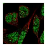 Atlas Antibodies Anti-PANK3 Antibody