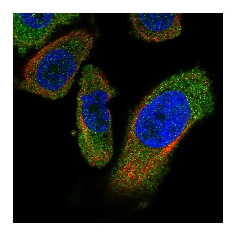 Atlas Antibodies Anti-PANK4 Antibody