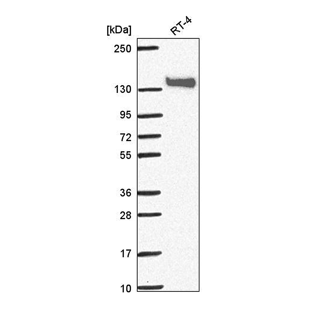 Atlas Antibodies Anti-PAPLN Antibody