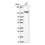 Atlas Antibodies Anti-PAPLN Antibody
