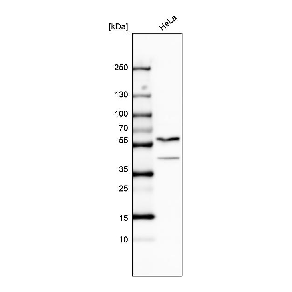 Atlas Antibodies Anti-PAPD7 Antibody