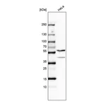 Atlas Antibodies Anti-PAPD7 Antibody