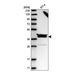 Atlas Antibodies Anti-PAPOLG Antibody