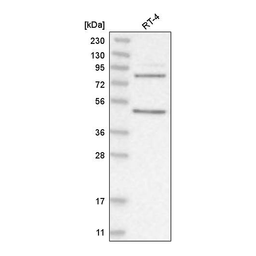 Atlas Antibodies Anti-PAPOLG Antibody