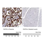 Atlas Antibodies Anti-PAPPA Antibody