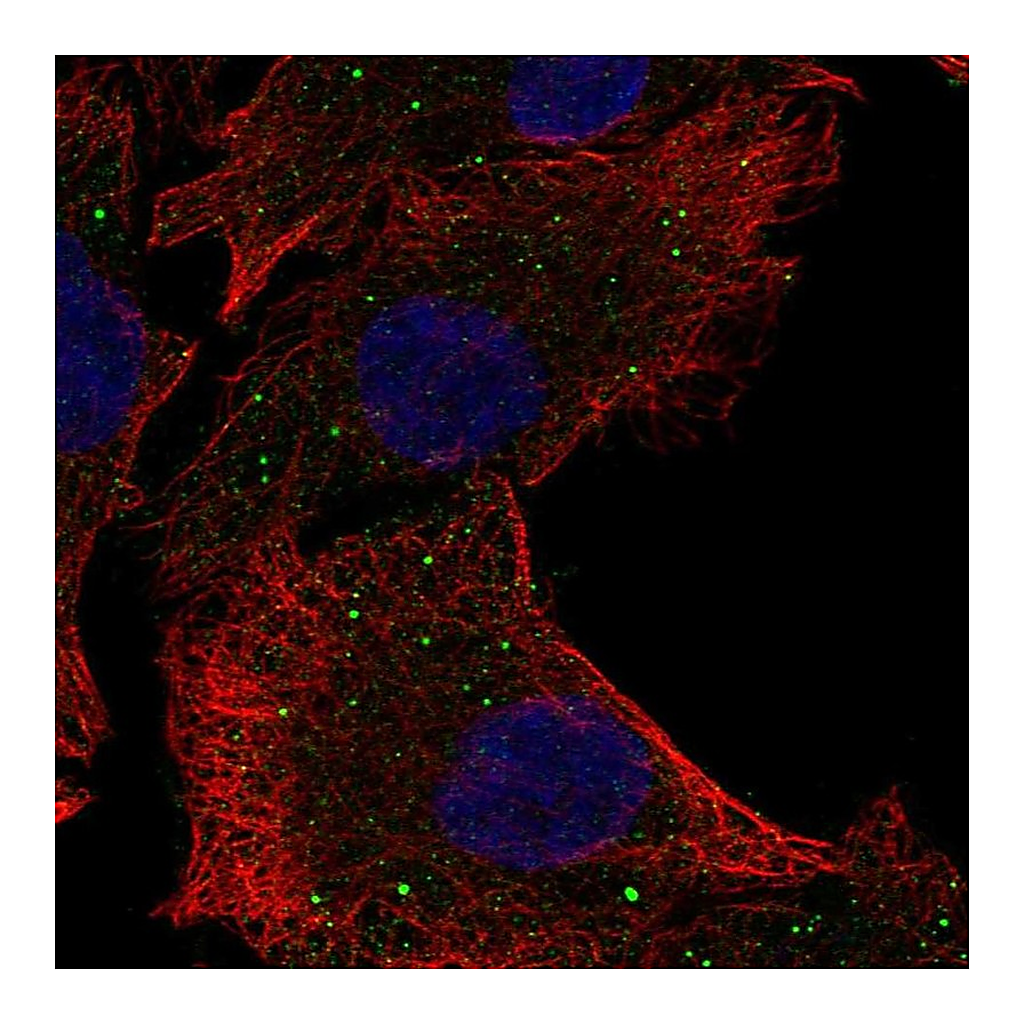 Atlas Antibodies Anti-PAQR5 Antibody