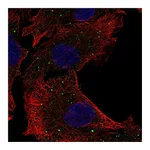 Atlas Antibodies Anti-PAQR5 Antibody