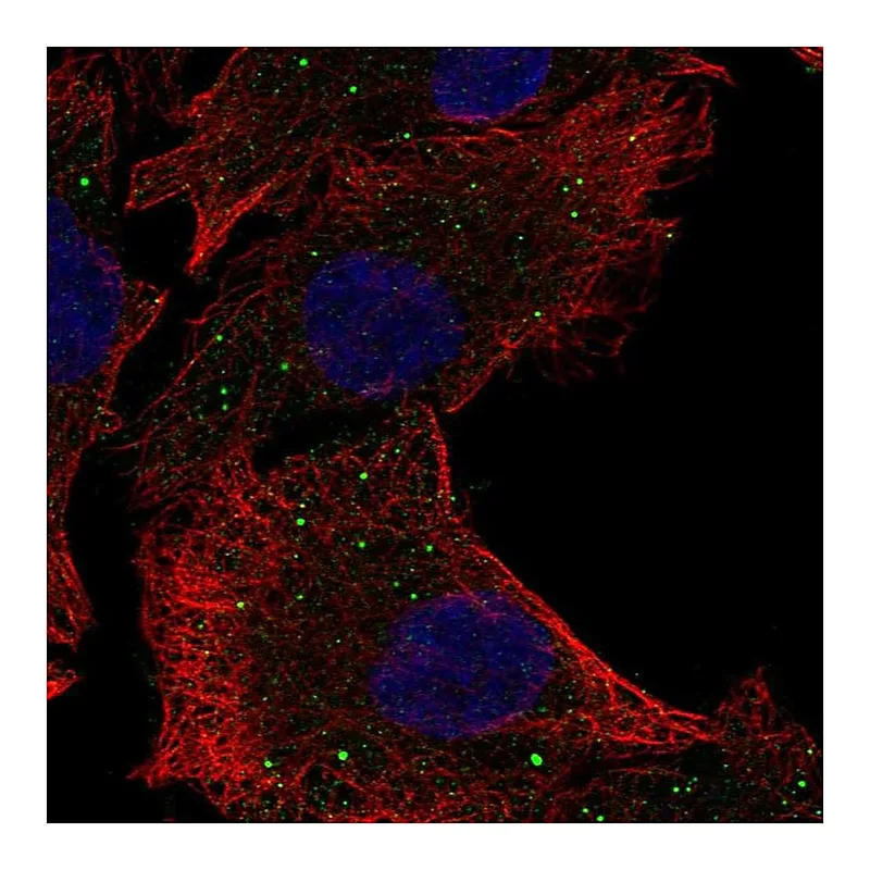 Atlas Antibodies Anti-PAQR5 Antibody