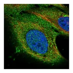 Atlas Antibodies Anti-PAQR8 Antibody