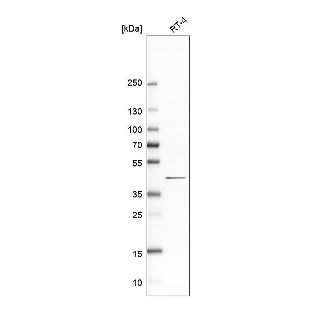 Atlas Antibodies Anti-PAQR6 Antibody