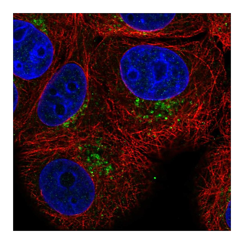 Atlas Antibodies Anti-PAQR4 Antibody
