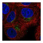 Atlas Antibodies Anti-PAQR4 Antibody