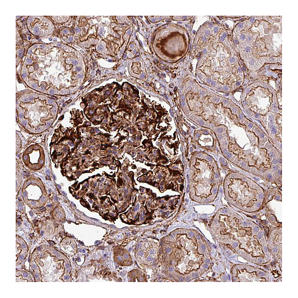 Atlas Antibodies Anti-PARD6A Antibody