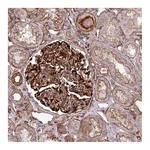 Atlas Antibodies Anti-PARD6A Antibody