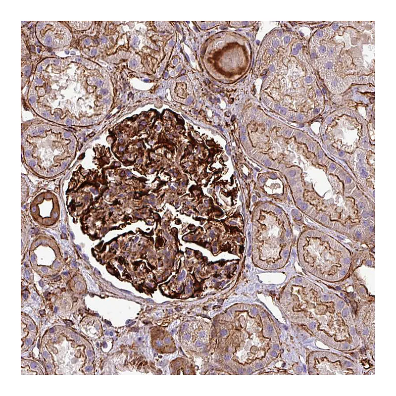 Atlas Antibodies Anti-PARD6A Antibody