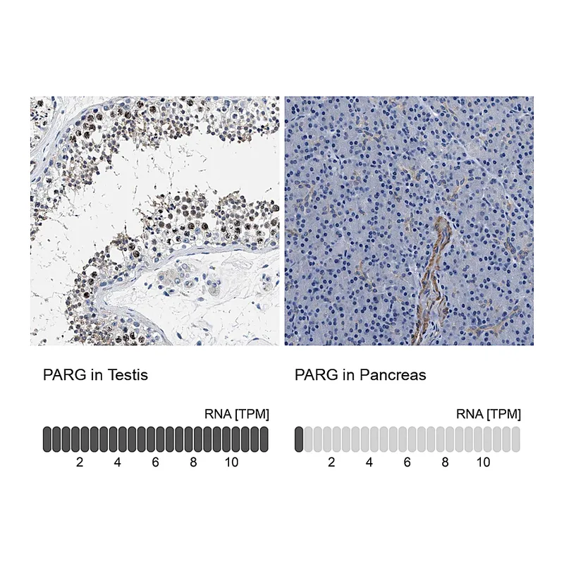 Atlas Antibodies Anti-PARG Antibody