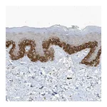 Atlas Antibodies Anti-PARD3B Antibody