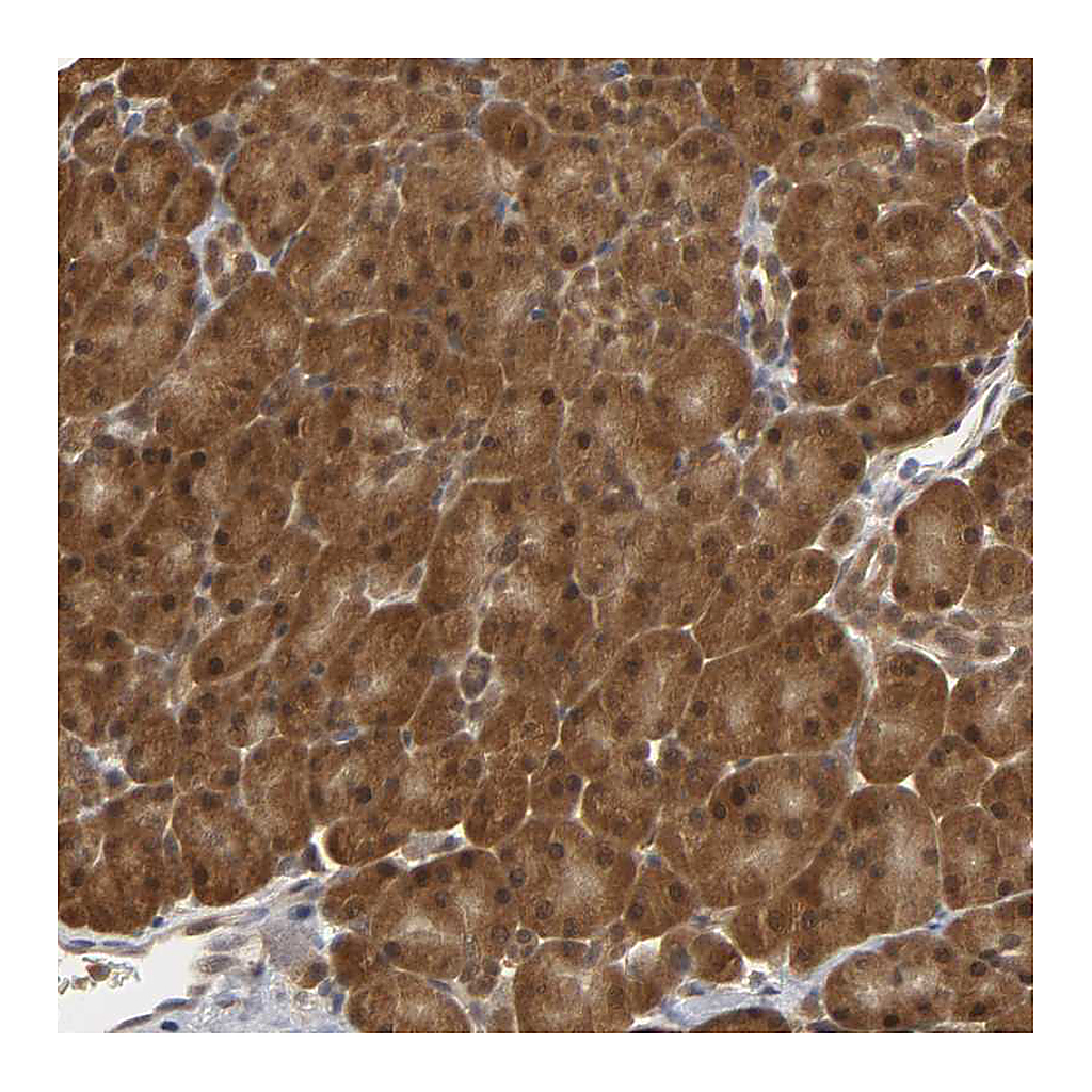 Atlas Antibodies Anti-PARK7 Antibody