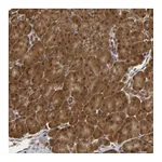 Atlas Antibodies Anti-PARK7 Antibody