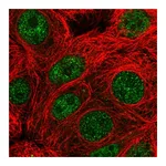 Atlas Antibodies Anti-PARG Antibody