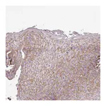 Atlas Antibodies Anti-PARD6G Antibody
