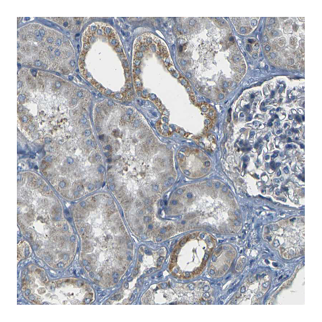 Atlas Antibodies Anti-PARD6B Antibody