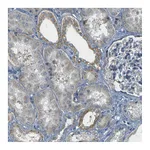 Atlas Antibodies Anti-PARD6B Antibody