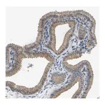 Atlas Antibodies Anti-PARL Antibody