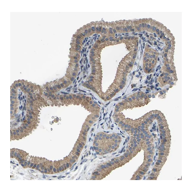 Atlas Antibodies Anti-PARL Antibody
