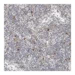 Atlas Antibodies Anti-PARP10 Antibody