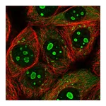 Atlas Antibodies Anti-PARP10 Antibody