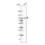 Atlas Antibodies Anti-PARP9 Antibody