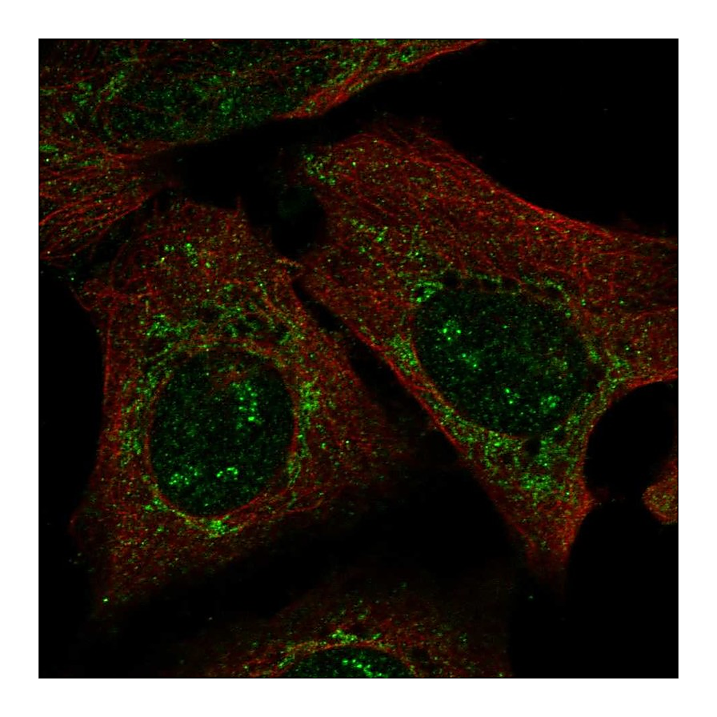Atlas Antibodies Anti-PARS2 Antibody