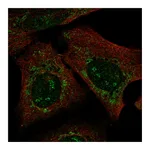Atlas Antibodies Anti-PARS2 Antibody