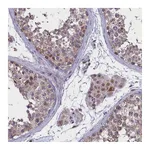 Atlas Antibodies Anti-PARS2 Antibody