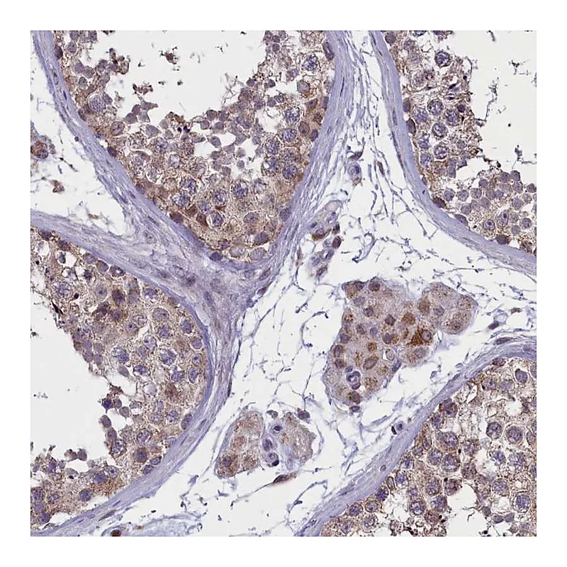 Atlas Antibodies Anti-PARS2 Antibody