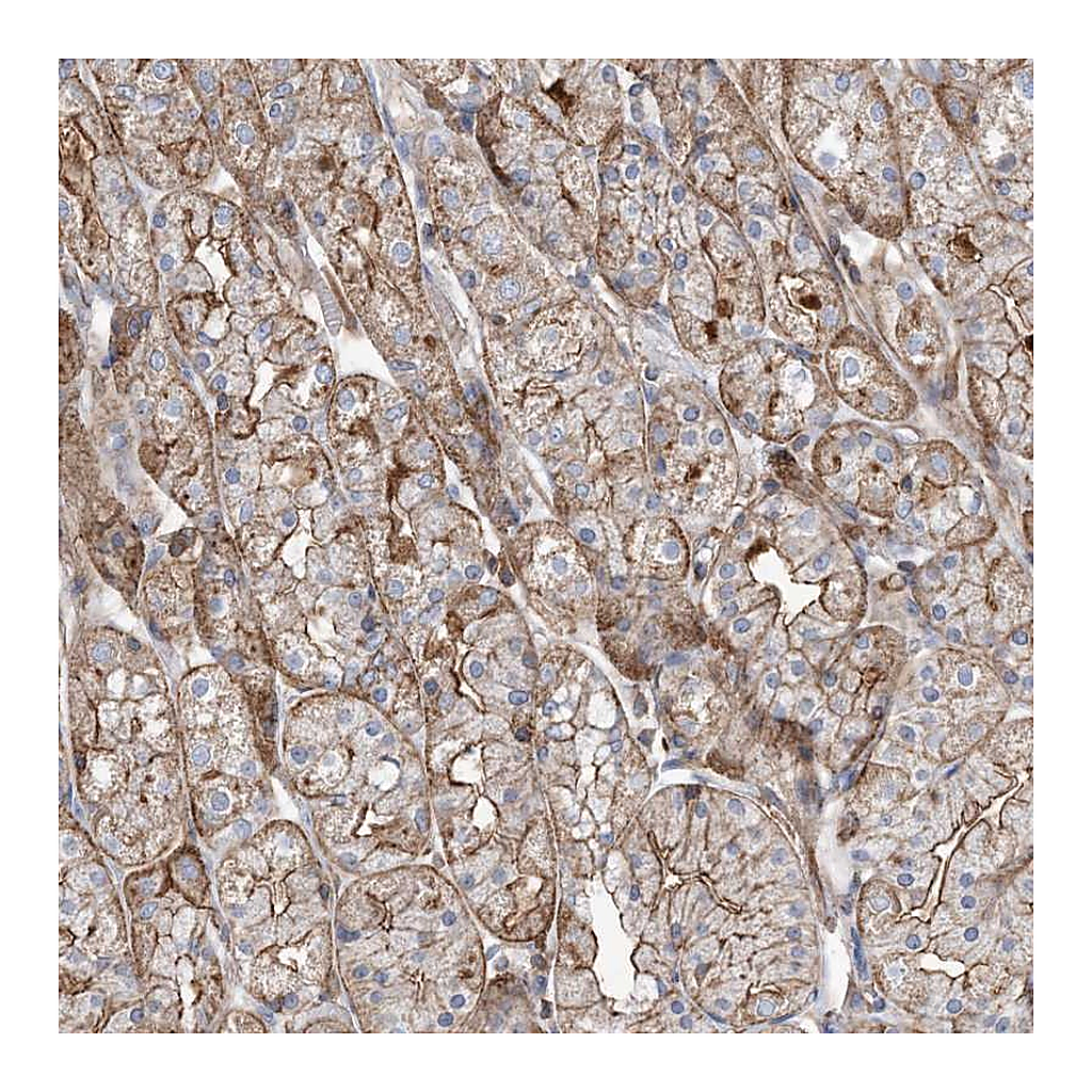 Atlas Antibodies Anti-PARVG Antibody